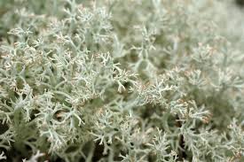 Attēlu rezultāti vaicājumam “Cladonia mitis”