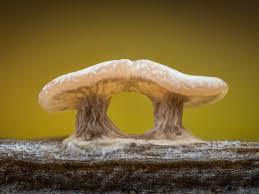 Attēlu rezultāti vaicājumam “Diderma hemisphaericum plasmodium”