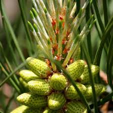 Attēlu rezultāti vaicājumam “Pinus ponderosa fruit”