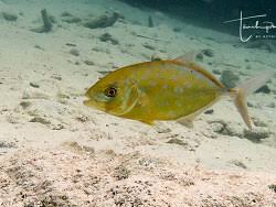 Image result for Caranx bartholomaei