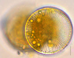 Attēlu rezultāti vaicājumam “Diderma radiatum sessile”