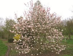 Attēlu rezultāti vaicājumam “Magnolia x soulangeana”