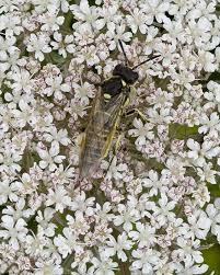 Attēlu rezultāti vaicājumam “Euura brevicornis”