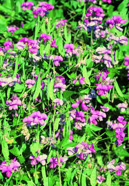 Attēlu rezultāti vaicājumam “Dipogon sp.”