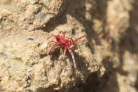 Attēlu rezultāti vaicājumam “Trombidiidae”