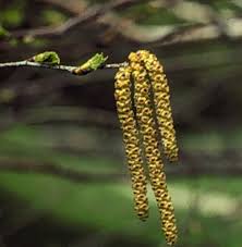 Attēlu rezultāti vaicājumam “Betula pendula”