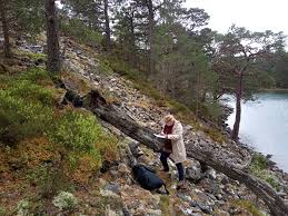 Attēlu rezultāti vaicājumam “Hertelidea botryosa”