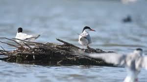 Attēlu rezultāti vaicājumam “Sterna hirundo adult”