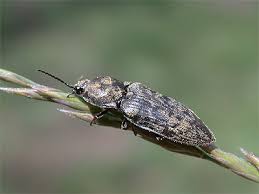 Attēlu rezultāti vaicājumam “Prosternon tessellatum”