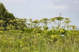 Attēlu rezultāti vaicājumam “Heracleum sosnowskyi leaf”
