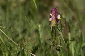 Attēlu rezultāti vaicājumam “Melampyrum cristatum”