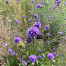 Attēlu rezultāti vaicājumam “Succisa pratensis flower”