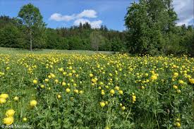 Attēlu rezultāti vaicājumam “Trollius europaeus”