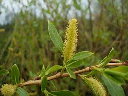 Attēlu rezultāti vaicājumam “Salix fragilis”
