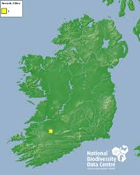 Attēlu rezultāti vaicājumam “Encalypta streptocarpa”