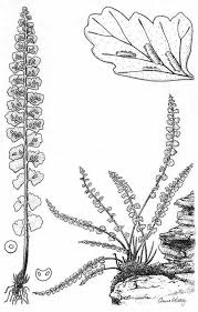 Attēlu rezultāti vaicājumam “Asplenium viride”
