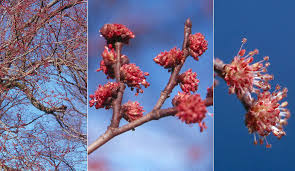 Attēlu rezultāti vaicājumam “Ulmus x hollandica”