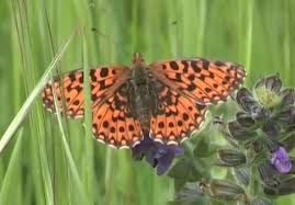 Attēlu rezultāti vaicājumam “Boloria dia”