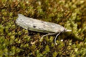 Attēlu rezultāti vaicājumam “Pyralididae”