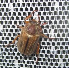 Attēlu rezultāti vaicājumam “Amphimallon solstitiale imago”