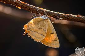 Attēlu rezultāti vaicājumam “Thecla betulae”