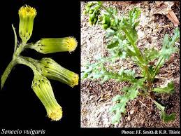 Attēlu rezultāti vaicājumam “Senecio vulgaris”