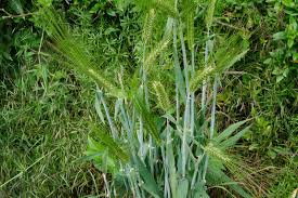 Attēlu rezultāti vaicājumam “Hordeum vulgare”