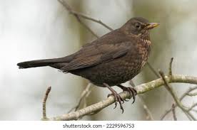 Attēlu rezultāti vaicājumam “Turdus merula female”