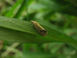 Attēlu rezultāti vaicājumam “Agapeta hamana”