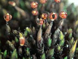 Attēlu rezultāti vaicājumam “Anomodon viticulosus sporophyte”