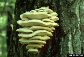 Attēlu rezultāti vaicājumam “Climacodon septentrionalis”