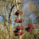 Attēlu rezultāti vaicājumam “Fraxinus excelsior Pendula female flower”