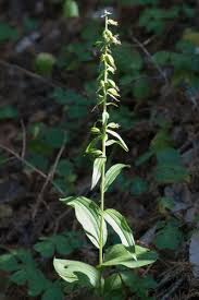 Attēlu rezultāti vaicājumam “Epipactis helleborine flower”