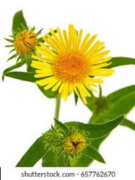 Attēlu rezultāti vaicājumam “Inula britannica bud”