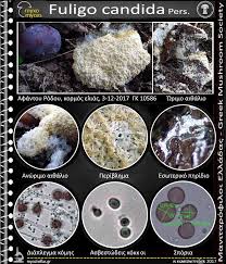 Attēlu rezultāti vaicājumam “Fuligo candida”