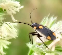 Attēlu rezultāti vaicājumam “Capsodes gothicus”