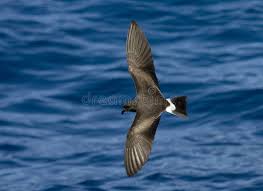Image result for Oceanodroma monorhis
