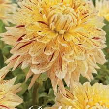 Image result for Dahlia Darkarin`