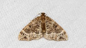 Attēlu rezultāti vaicājumam “Ecliptopera silaceata”