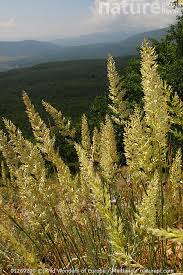 Attēlu rezultāti vaicājumam “Trisetum flavescens”