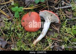 Attēlu rezultāti vaicājumam “Gomphidius roseus”