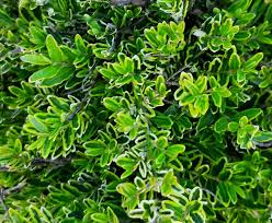 Attēlu rezultāti vaicājumam “Lonicera”