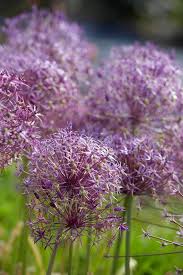 Attēlu rezultāti vaicājumam “Allium holandicum flower”