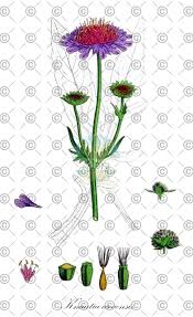 Attēlu rezultāti vaicājumam “Knautia arvensis fruit”