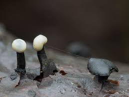 Attēlu rezultāti vaicājumam “Holwaya mucida”