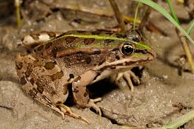 Attēlu rezultāti vaicājumam “Pelophylax”