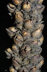 Attēlu rezultāti vaicājumam “Verbascum thapsus fruit”