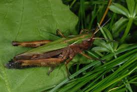 Attēlu rezultāti vaicājumam “Omocestus viridulus”