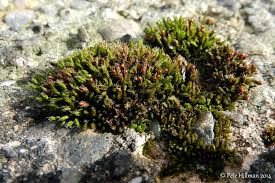 Attēlu rezultāti vaicājumam “Orthotrichum diaphanum sporophyte”