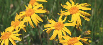 Image result for Arnika